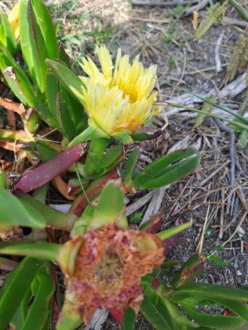 Carpobrotus edulis subsp. edulis living as it is capable